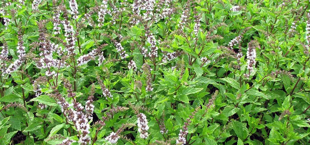 Ajona Stomaticum Concentrated Toothpaste 25ml German Natural Without Fluor No Fluoride - Suncollections