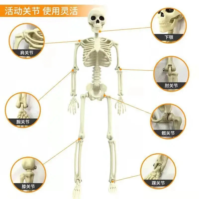 Halloween Skull Skeleton 40/90cm Posable Skeleton Human Shape Bones Halloween Party Home Decorations Haunted House Horror Props Suncollections