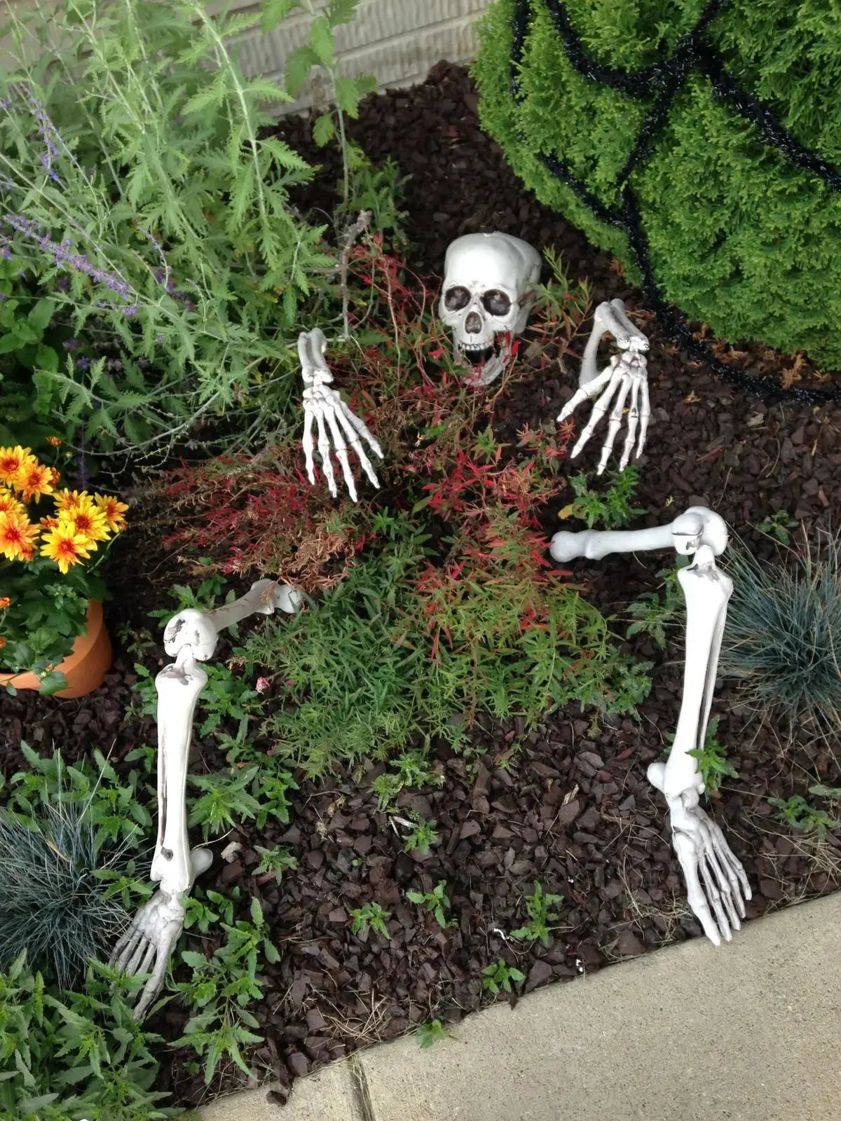 Halloween decoration Realistic Skeleton Stakes Halloween Realistic Skull Skeleton Head Human Hand Arm for Halloween Party Garden Suncollections